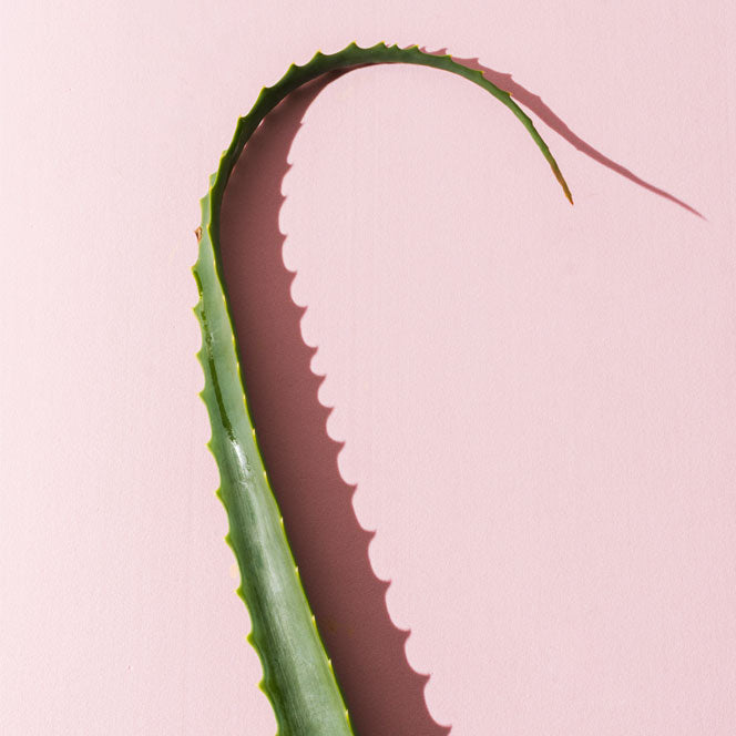 aloe vera en cosmética natural y bio
